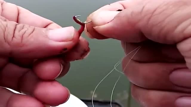 钓鱼蚯蚓技巧图片