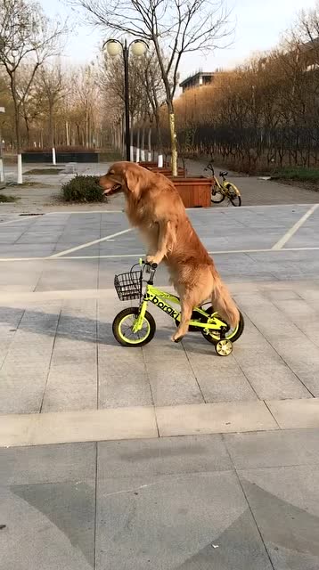 金毛轮胎骑着它心爱的小车车