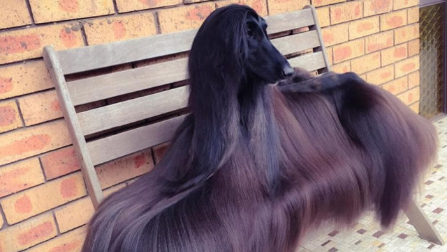 阿富汗犬那么漂亮,为什么国内没人敢养?看完你也会打消念头