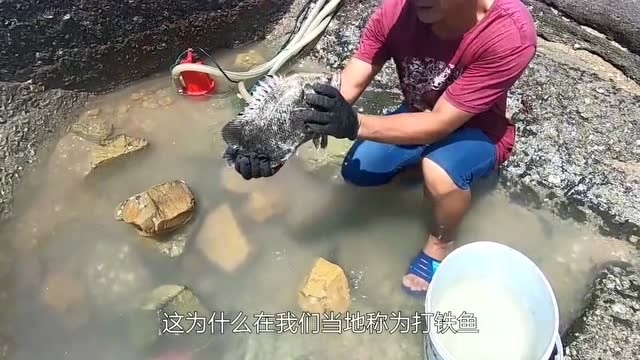 抽干水坑发现"打铁鱼",这么大的个头能卖上几百块,发财了