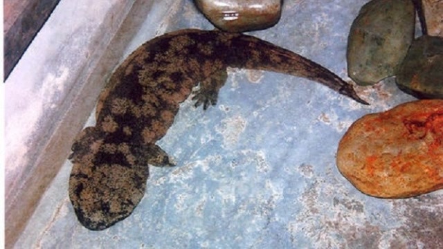 史上最强"娃娃鱼",称霸地球数万载,霸王龙:天天就吃我,我好委屈