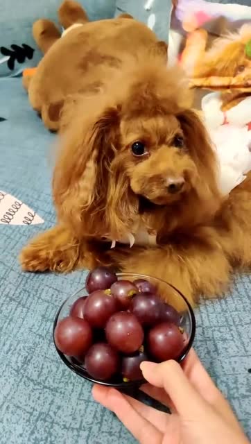 开心我哪里做的不好,你想毒死我狗狗千万不要吃葡萄
