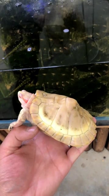 金元宝巴西龟这白化巴西龟很少见太厉害了吧