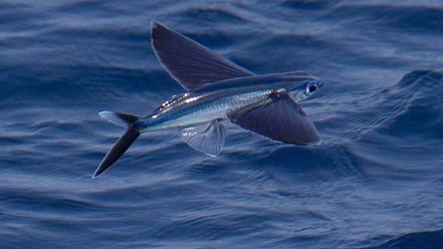 海洋发现长着翅膀,会飞的鱼,一口气飞400米,飞行过程很震撼