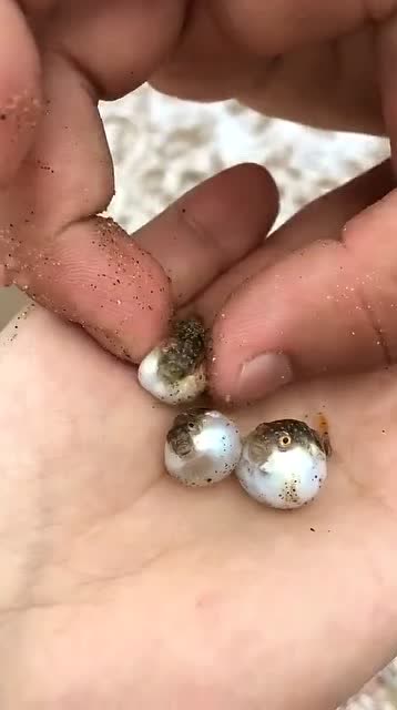 这么小的迷你小河豚见过吗?太可爱了