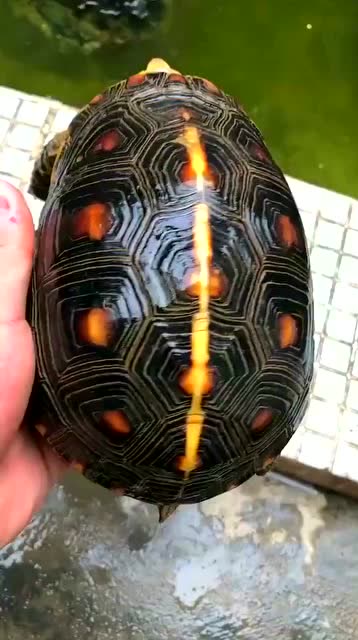 这难道是"发财龟"么金光闪闪的真是好看!