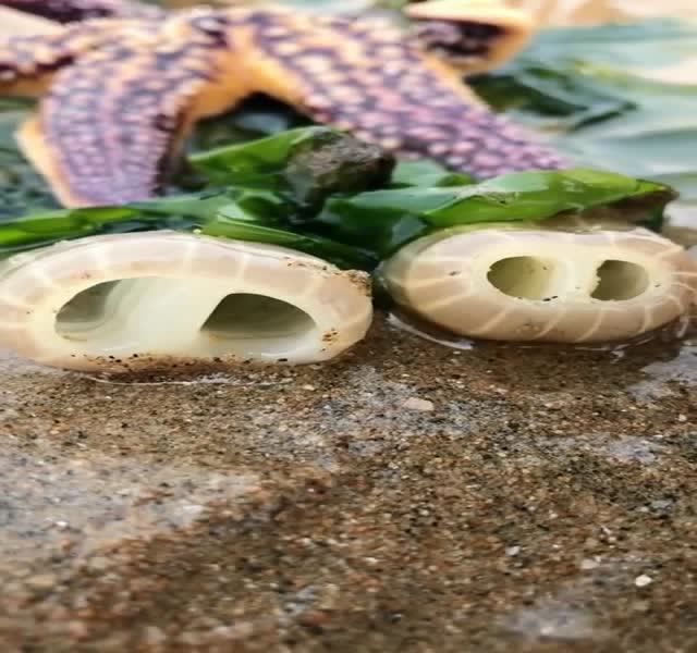 农村小伙去赶海,海边捡到"猪鼻子",这种海货还会动,有见过的吗?