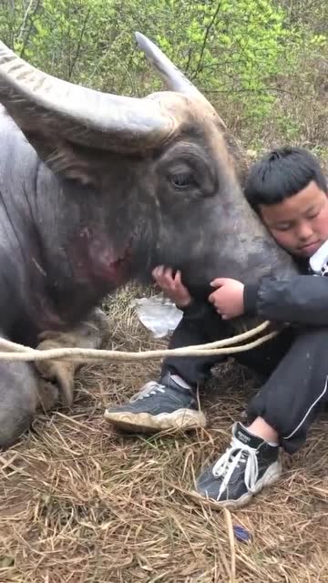 斗牛牛受伤了,小孩抱着牛哭了牛好乖