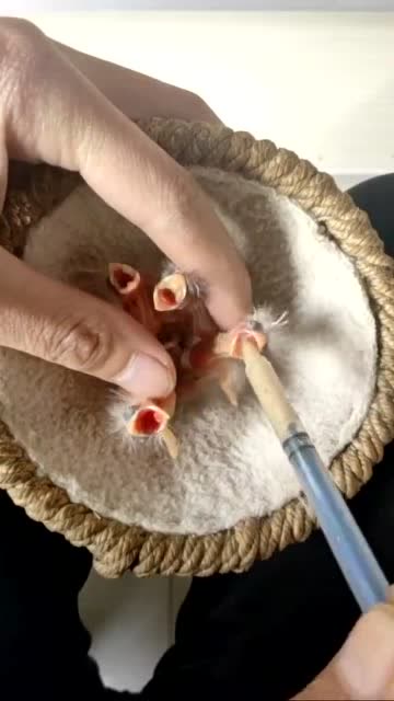 鸟热芙蓉鸟人工繁殖喂幼鸟的基本功准稳快恨你学会了吗