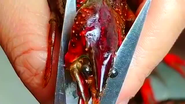 龙虾清理干净才敢吃,里面脏东西太多了,看着就有点吓人!