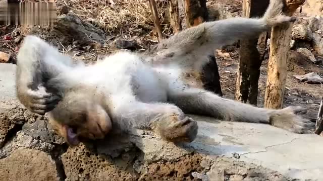 猴子被电击中后痛苦地在地上翻来滚去手臂可能会永久残疾