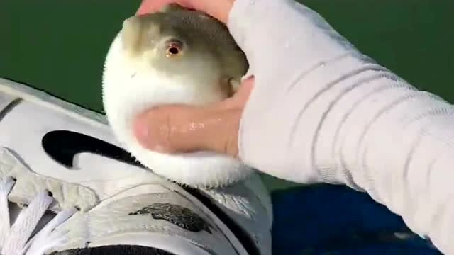 河豚:给点面子行不行,好歹我也是有毒的,就这样拿我擦鞋.