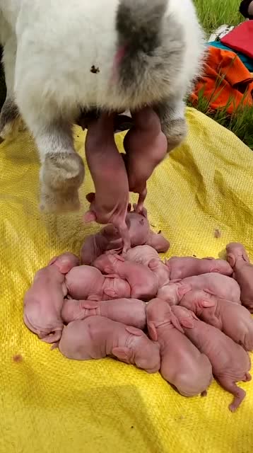 兔子原来是这样下崽的第一次见到太神奇了