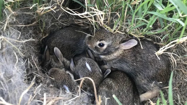 看看这兔子的窝,你就懂了!
