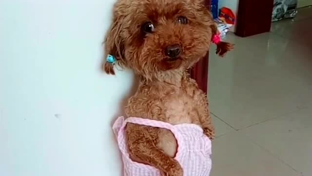 新买的泰迪狗,主人给它扎辫子穿裙子,果然美女养狗就是精致!