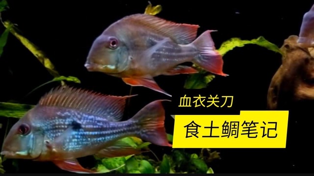 血衣关刀食土鲷里比较霸气的一种