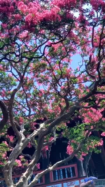 千年紫荆花树,好漂亮