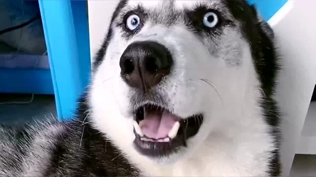 姥姥生气了二哈夏天吓得瑟瑟发抖,再也不敢叭叭了!