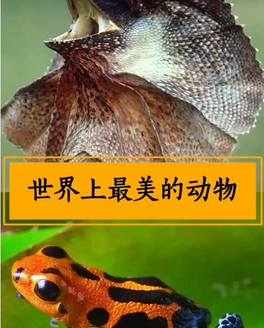 世界上最美丽的动物