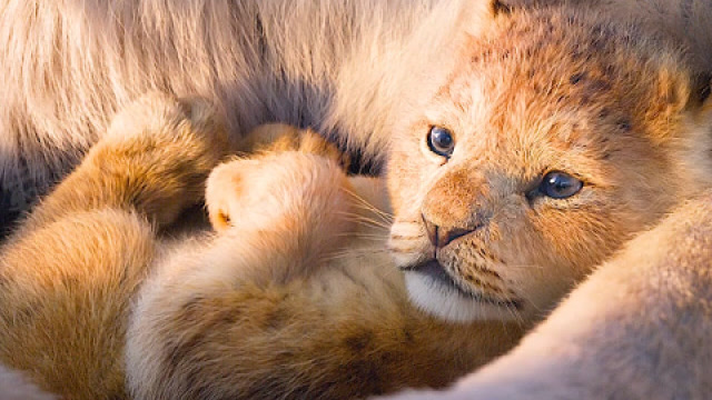 小狮子辛巴的成长之路,感人至深