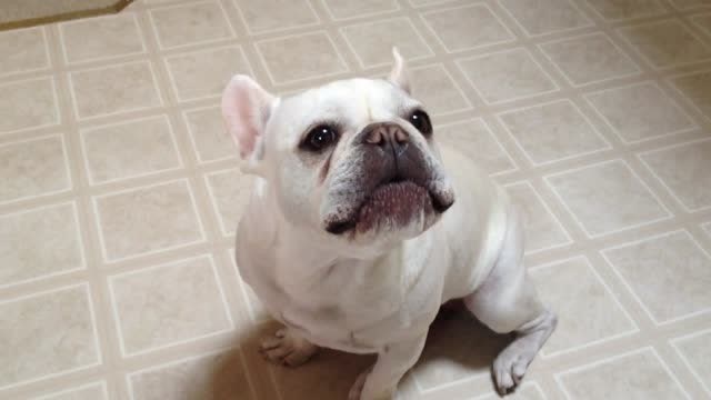 铲屎的就说了斗牛犬几句,狗狗生气一直汪汪个没完!