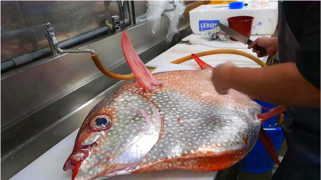 日本人为什么追捧月亮鱼, 把鱼切开那一刻, 唯美食不可辜负!