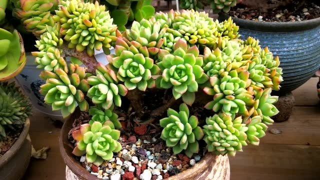云南多肉植物欣赏:马库斯缀化老桩,红起来会更美!