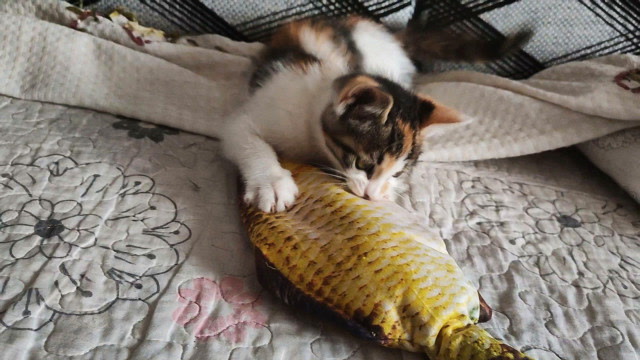 面对会动的逗猫鱼,小花猫比大猫有胆量,勇敢出击