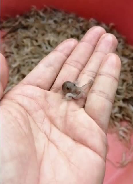 好几十斤章鱼,小时候竟然那么萌,自己养大就不舍得吃了!