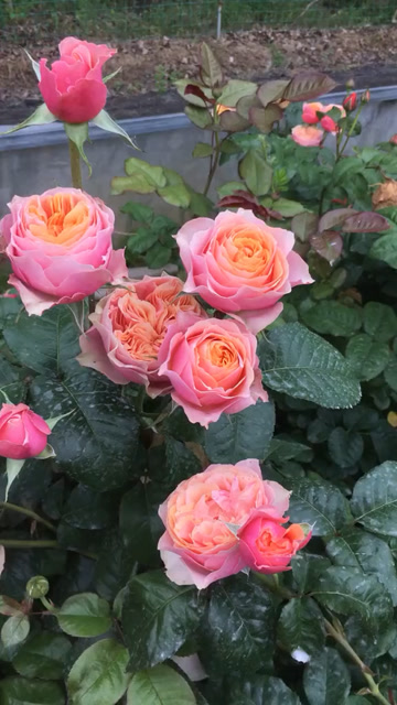 欧月灌木温柔珊瑚心