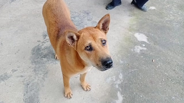 广西田园犬,最漂亮的,最满意的一只狗狗.