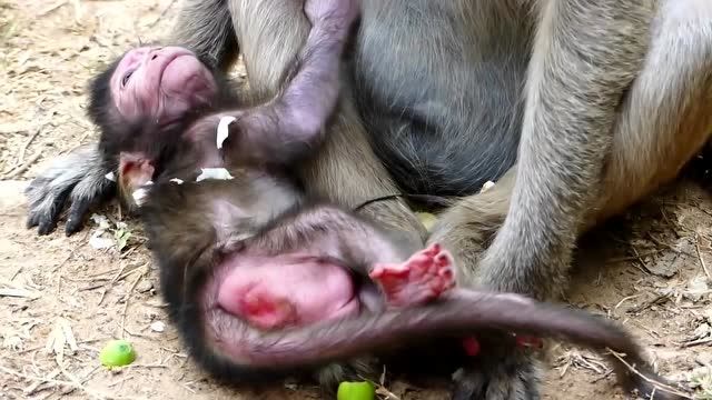 刚出生的小猴不停的叫喊,母猴这才让它喝奶
