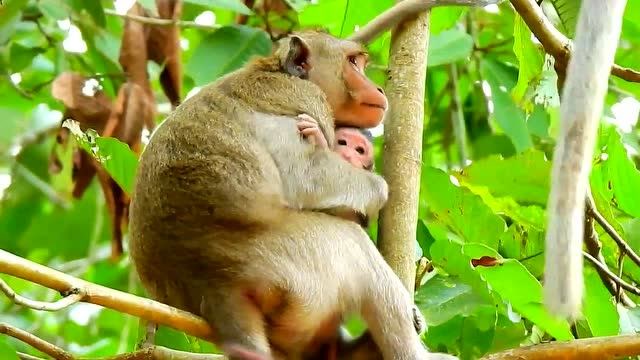 母猴子抱着小猴子照片图片