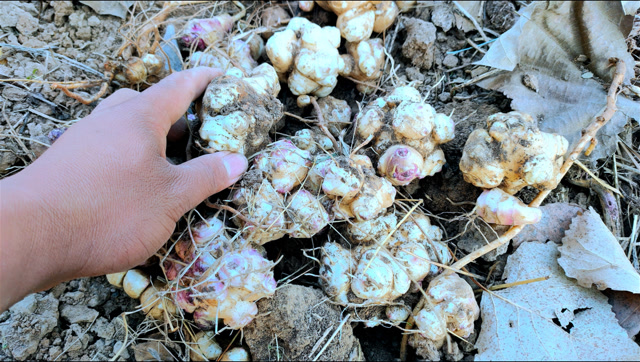 菜园里有一种植物,地下结的果实很好吃,挖出来一堆有谁认识?