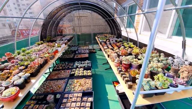 再也不用羡慕别人,自己在楼顶建多肉大棚,网友:赤裸裸拉仇恨!