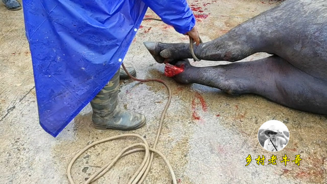 牛王断牛角,不知下架能不能继续比赛