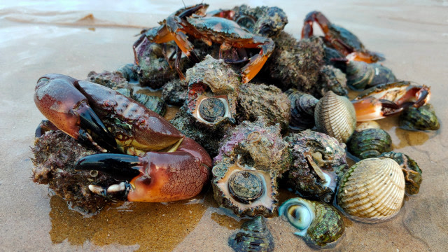 大海退潮后去赶海,捡到毛螺长的像石头,个头跟鸡蛋一样大