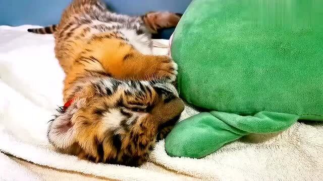 小奶虎可爱的睡姿,非常适合睡前观看