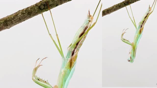 延时摄影螳螂蜕皮全过程一出来就大了好多