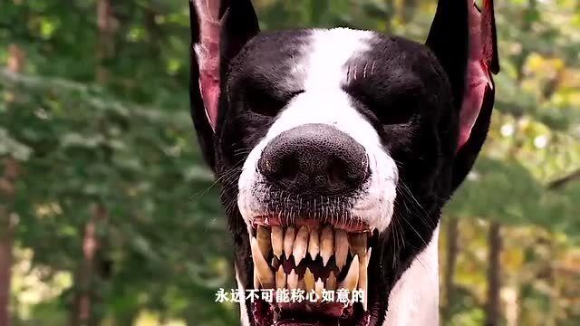 地狱恶犬到人间找主人,听到主人给它取名字秒变小可爱