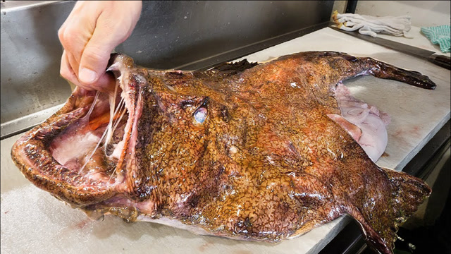 国人不敢生吃的安康鱼,却是日本人最爱,切成刺身鲜美无比!