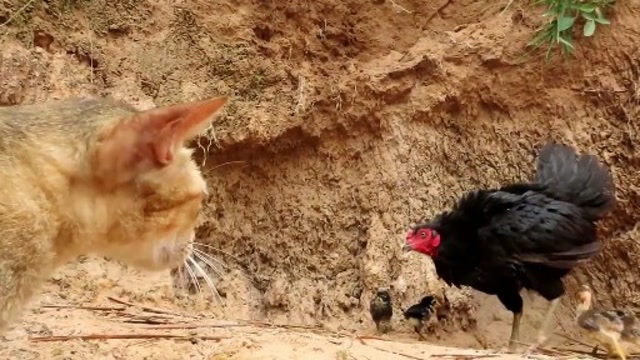 野猫攻击母鸡母鸡不停地躲避镜头记录下惊险一幕