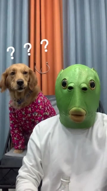 沙雕铲屎官的迷惑行为,接下来的举动,狗子看得一脸懵逼!