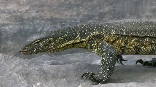 尼罗河巨蜥蜴图片