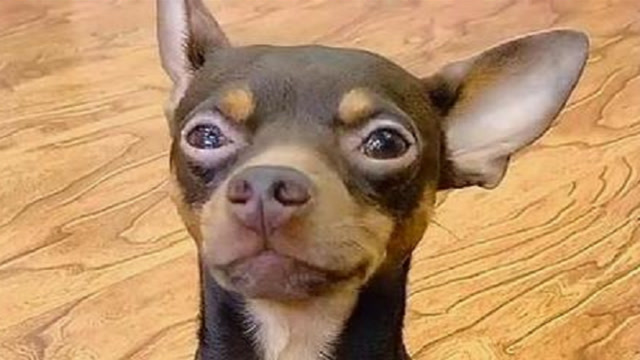 主人拿钱让鹿犬啵啵乐装死,看它怎么做的,结果却这样,太逗了