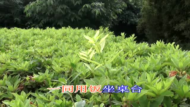 淮剧《丁黄氏 哭坟》王锦宜演唱