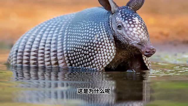 生存5000万年犰狳,外壳到底有多硬?连子弹都能反弹?