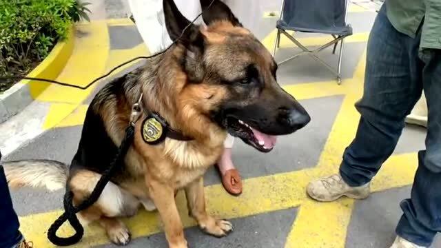 成都亲历者讲诉走失一天的,搜救犬西西的搜救过程,谢谢收留西西的大哥
