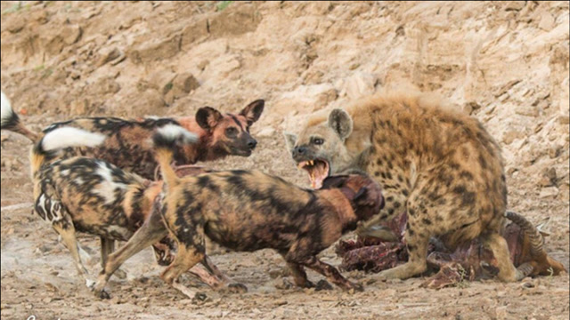 鬣狗"最害怕"的天敌,遇到后只有死路一条,连狮子看到都害怕!