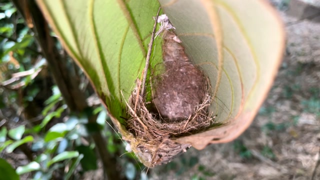 河边缝叶莺小鸟出窝了,研究一下这个口袋形状的鸟窝